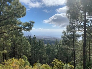 Fototapeta premium Landscape view of full mountain forest under blue skies