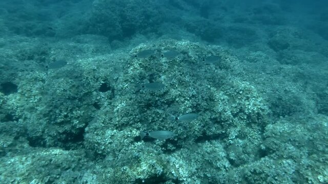 School of fish swimming above bottom covered with brown algae. Saddled Seabream, Saddle bream or Oblade (Oblada melanura) Mediterranean Sea