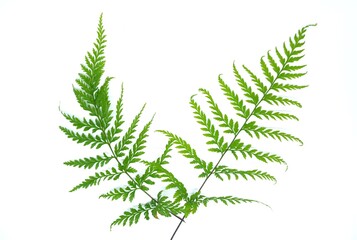 Fern leaves isolated on white background. Flat lay design nature concept for logo or nature symbol 