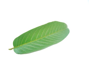 Guava leaves isolated on white background 