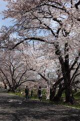 川沿いの桜並木