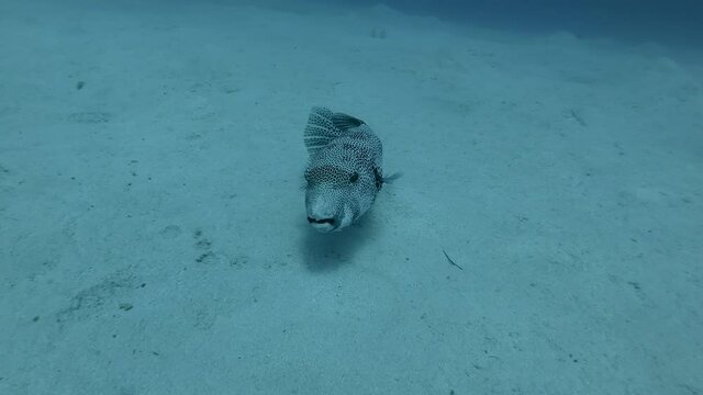 Pufferfish slowly swim and lies on the sandy bottom. Blackspotted Puffer (Arothron stellatus) 