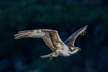 Osprey Fishing in Eleven Mile Canyon