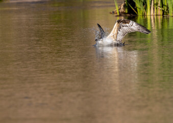 Osprey Fishing in Eleven Mile Canyon