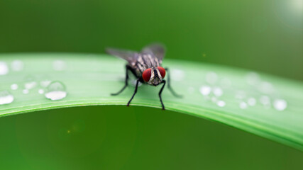 black fly with red faceted eyes on a leaf, macro photography. When seen so close, this diptera insect doesnt look so ugly and repugnant. after the rain in the tropical jungle in Thailand - 370660161