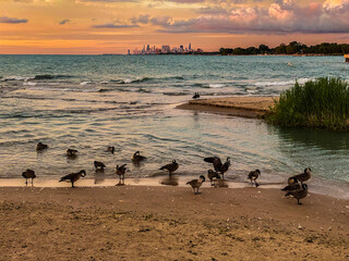 Geese and the city