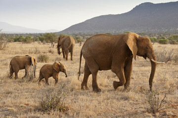 Fototapeta premium Female elephants with calves, Samburu, Kenya