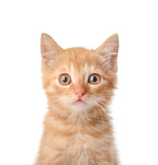 Cute funny kitten on white background