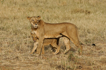 Obraz na płótnie Canvas Lioness and cub, Samburu Game Reserve, Kenya