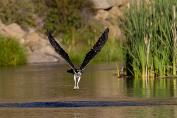 Osprey Fishing in Eleven Mile Canyon
