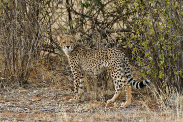 Cheetah cub in dry bush, Samburu Game Reserve, Kenya