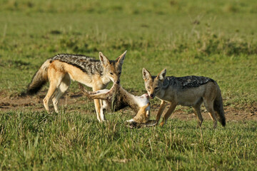 Black-backed jackals sharing an African hare, Masai Mara Game Reserve, Kenya