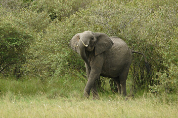 Fototapeta premium Angry elephant emerging from bush, Masai Mara Game Reserve, Kenya