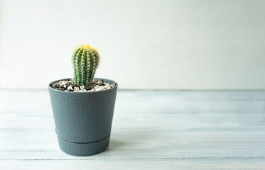 small cactus with spikes and yellow down in a gray pot on a wooden table, easy-to-care plants