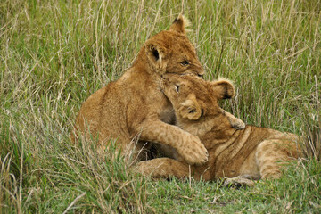 Lion cubs playing in grass, Masai Mara Game Reserve, Kenya