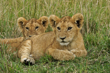 Naklejka na ściany i meble Lion cubs resting in grass, Masai Mara Game Reserve, Kenya