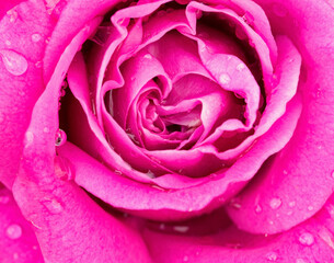 Obraz na płótnie Canvas Bright pink rose with rain droplets close up
