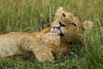 Lion cub cleaning itself, Masai Mara Game Reserve, Kenya