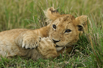 Naklejka na ściany i meble Lion cub in grass, Masai Mara Game Reserve, Kenya