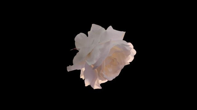 floating  real flowers for composition  