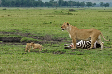 Naklejka na ściany i meble Lioness guards zebra kill while her two cubs cavort, Masai Mara Game Reserve, Kenya