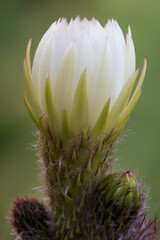 Single cactus flower in bloom