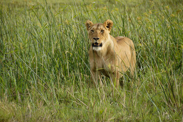 Alert lioness in long grass, Masai Mara Game Reserve, Kenya
