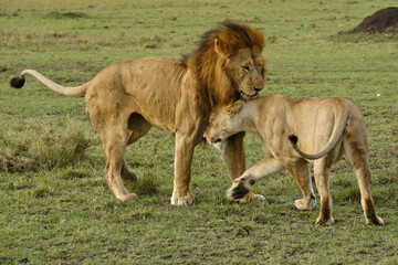 Lions courting, Masai Mara Game Reserve, Kenya © Michele Burgess