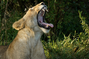 Lioness yawning, Masai Mara Game Reserve, Kenya