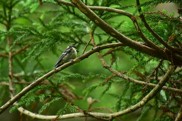 枝に止まるヒガラの幼鳥