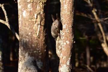 冬の日差しを受けるエゾリス