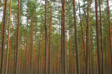 Pine forest at summer.