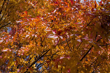 autumn leaves in the park