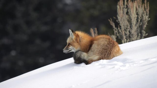 red fox resting on winter snow at yellowstone national park in wyoming, usa