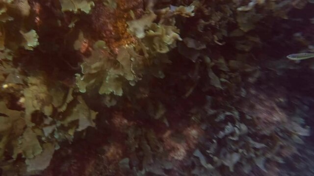 Green algae Sea Lettuces, Ulva сovered reef wall. Mediterranean Sea