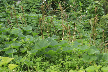 Organic pumpkin leaves in the side of local farm