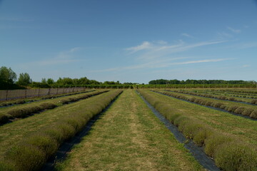 Fototapeta premium Panoramiczny widok rzędu krzewów w gospodarstwie latem w pogodny dzień