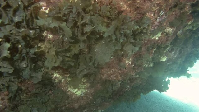 Green algae Sea Lettuces, Ulva сovered reef wall. Mediterranean Sea