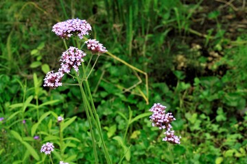 アレチハナガサ