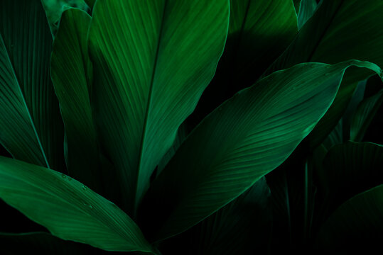 Fototapeta closeup  view of green leaf in garden, dark wallpaper concept, nature background, tropical leaf