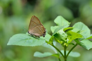 Obraz na płótnie Canvas Butterfly from the Taiwan(Rapala nissa hirayamana) Hirayama small gray butterfly.