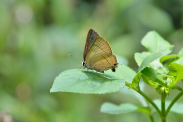 Fototapeta na wymiar Butterfly from the Taiwan(Rapala nissa hirayamana) Hirayama small gray butterfly.