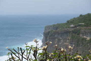 wild flowers on the coast