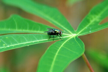 
animals, pests, insects, flies, black flies