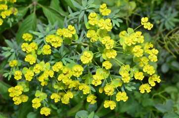 Obraz premium The graphic resource consists of small yellow colors.