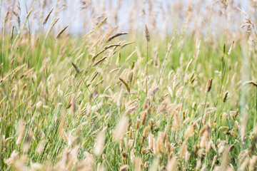 grass in the wind