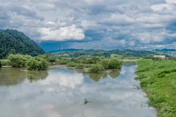 Tall damaged trees in flooded river