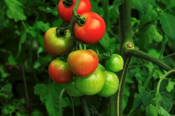 赤くなったトマト