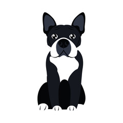 cartoon french bulldog icon, flat style