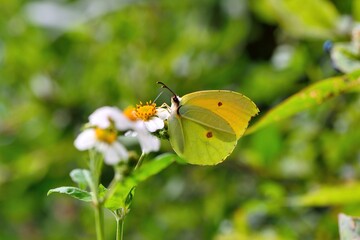 Butterfly from the Taiwan (Heliophorus ila matsumurae)Red-spotted white butterfly.